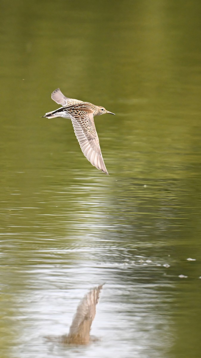 Pectoral Sandpiper - ML641925408