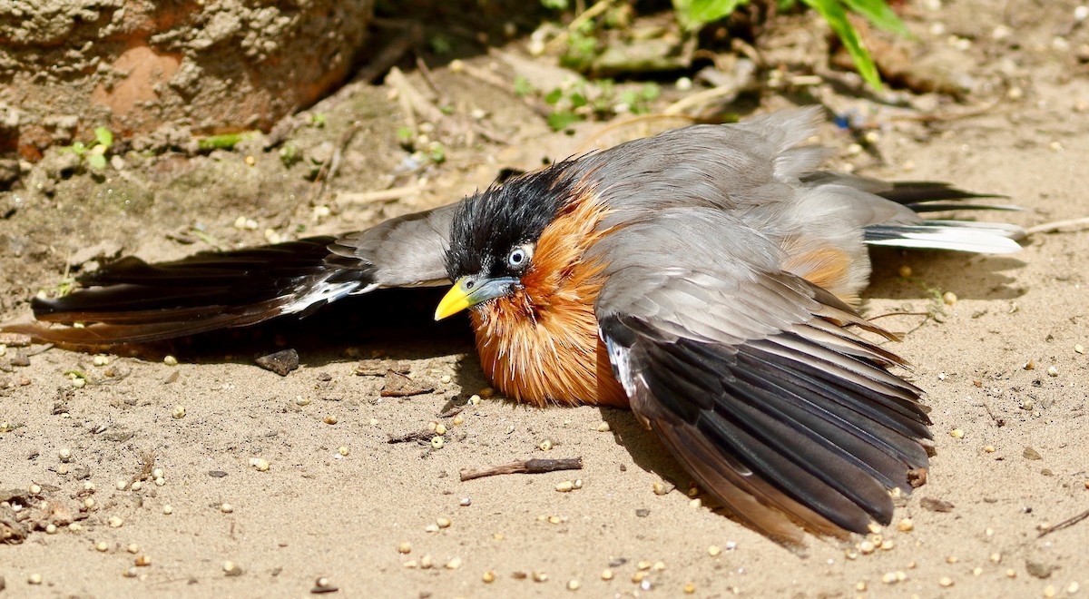 Brahminy Starling - ML641925409