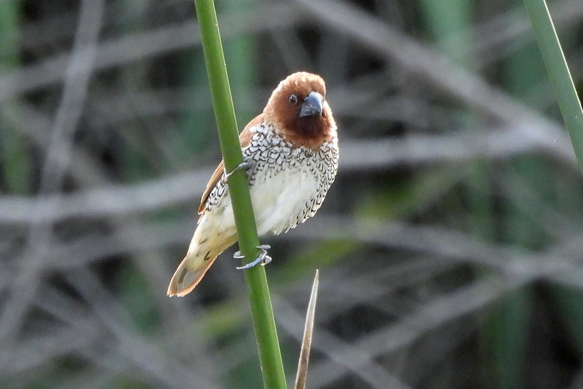 Scaly-breasted Munia - ML641925410