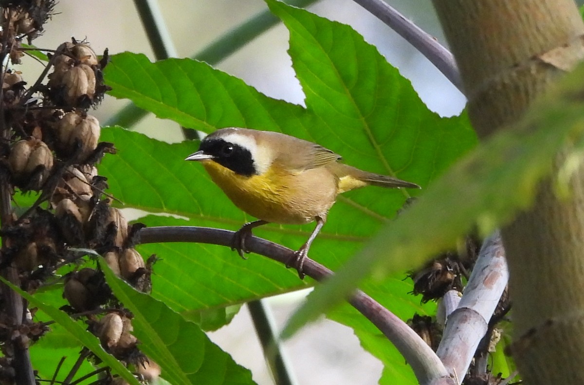 Common Yellowthroat - ML641925416