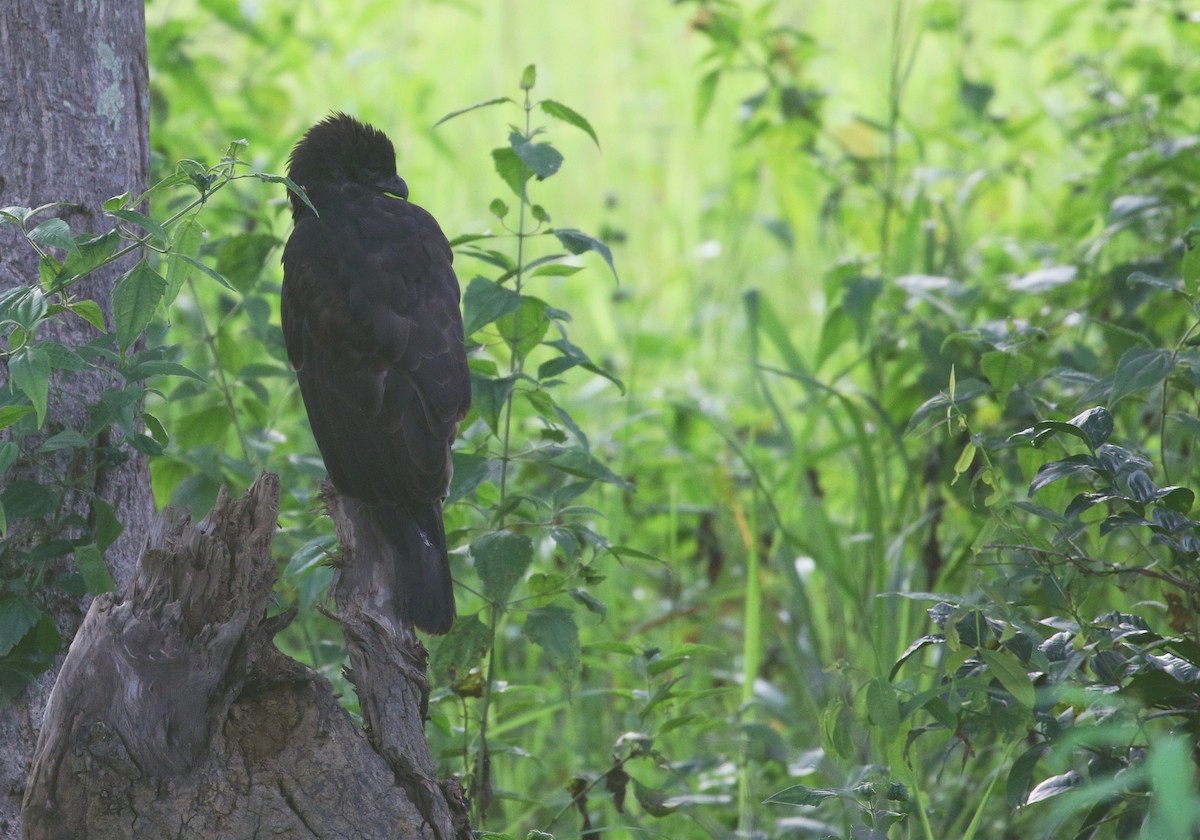 orel proměnlivý - ML641925419