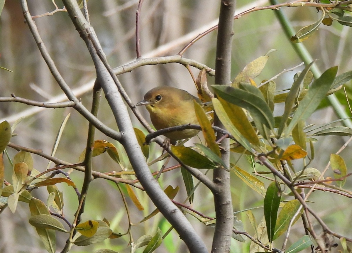 Common Yellowthroat - ML641925430