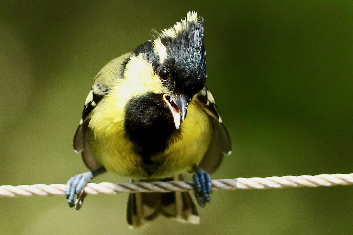 Indian Yellow Tit - ML641925452