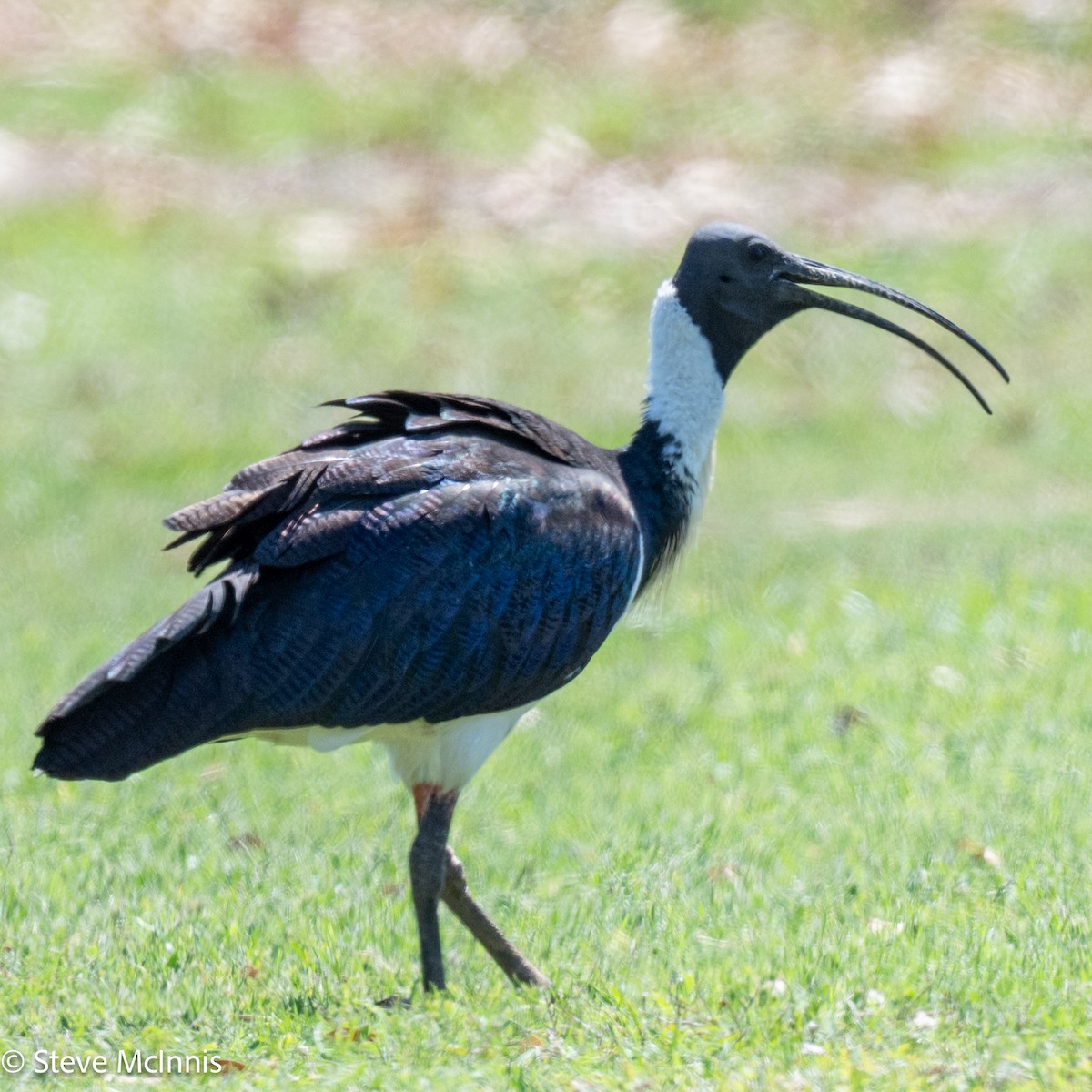 Straw-necked Ibis - ML641925458