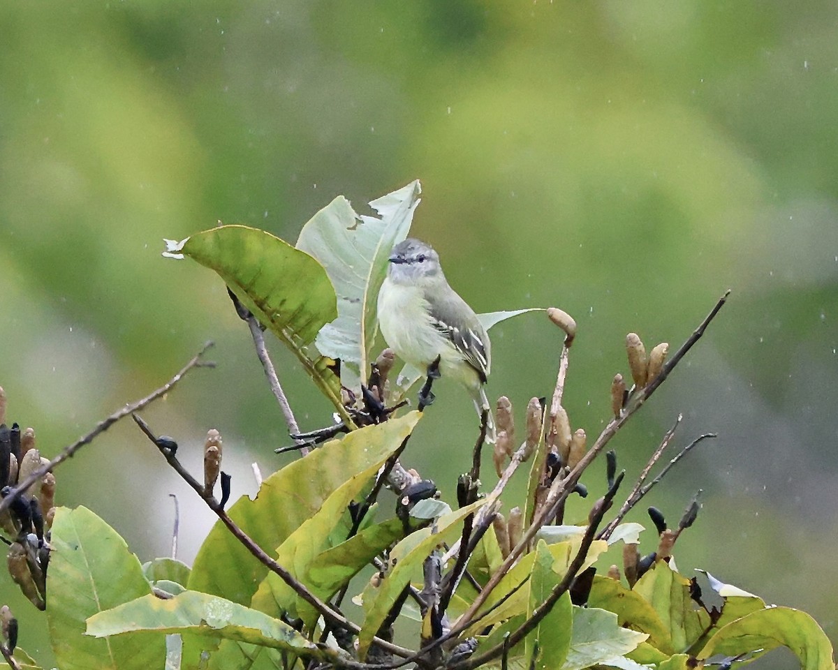 Yellow-crowned Tyrannulet - ML641925467