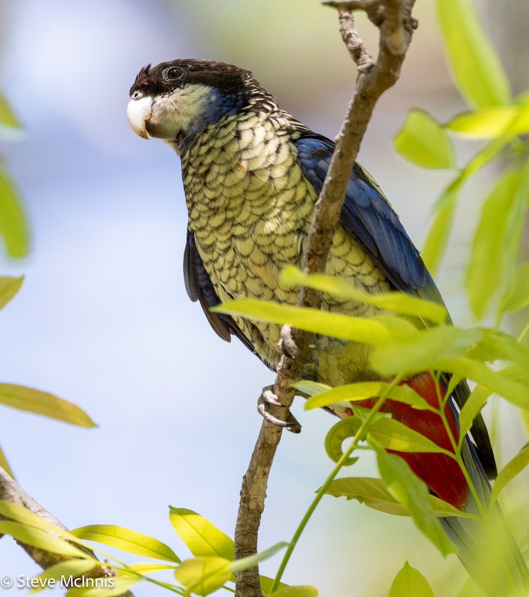 Northern Rosella - ML641925470