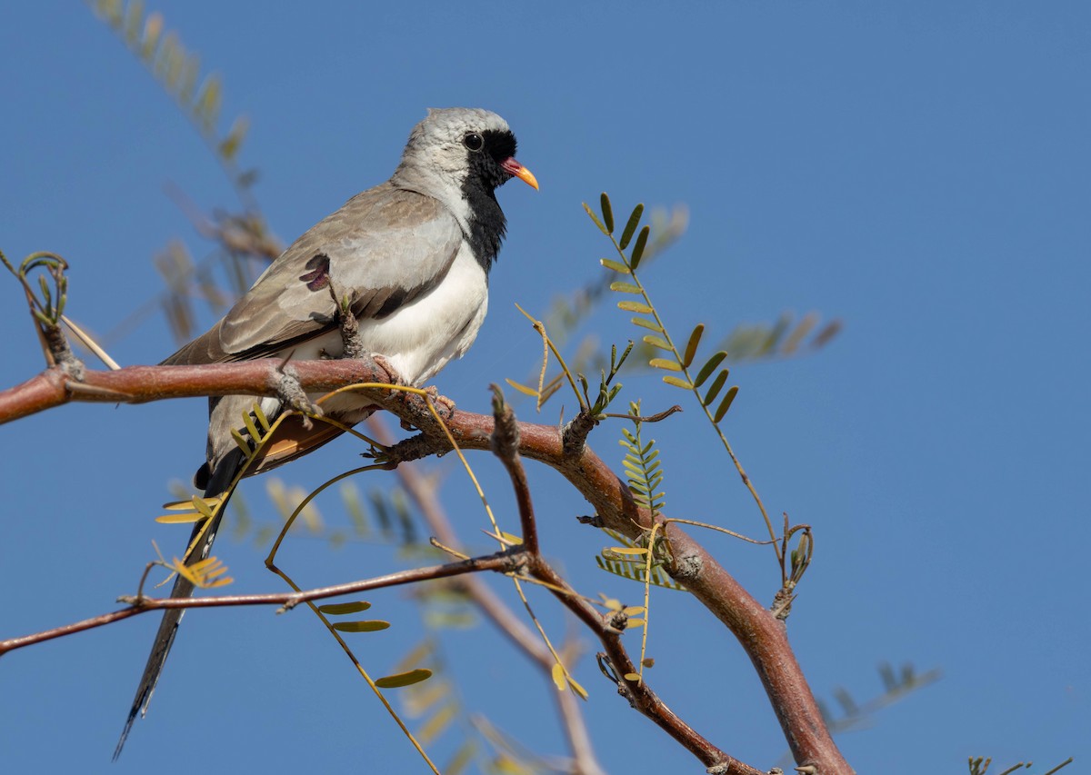 Namaqua Dove - ML641925472