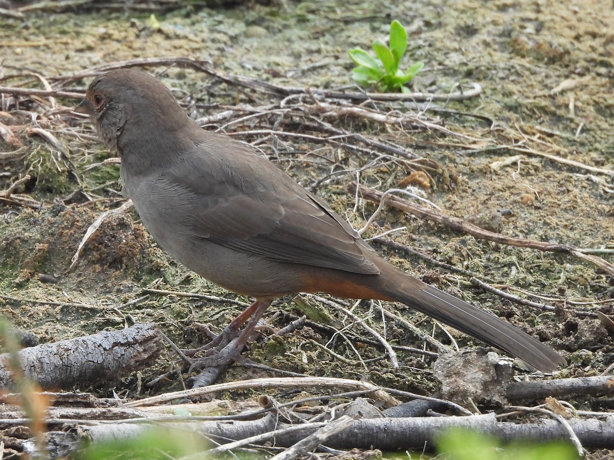 California Towhee - ML641925489