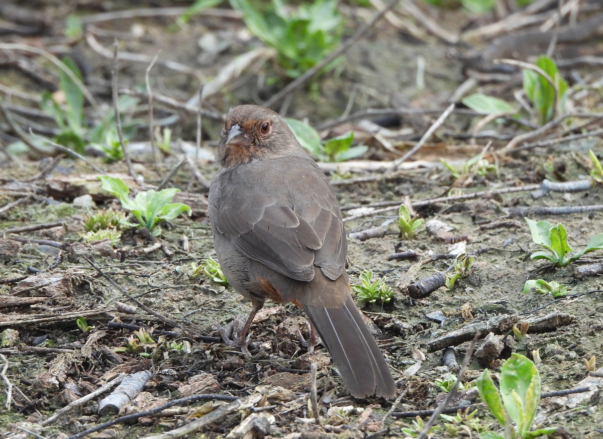 California Towhee - ML641925498