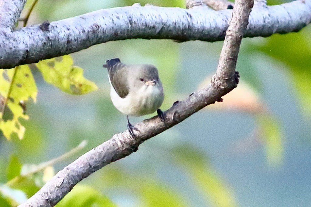 Thick-billed Flowerpecker - ML641925505