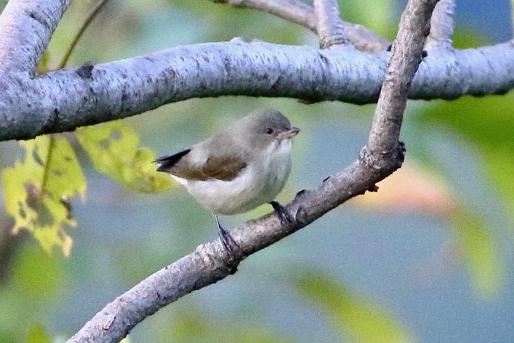 Thick-billed Flowerpecker - ML641925506