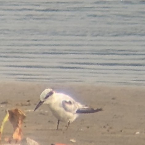 Saunders's Tern - ML641925519