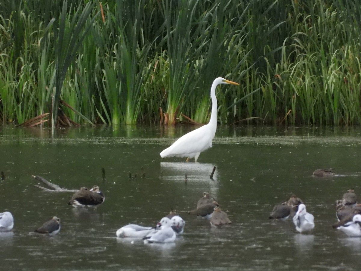 Great Egret - ML641925529