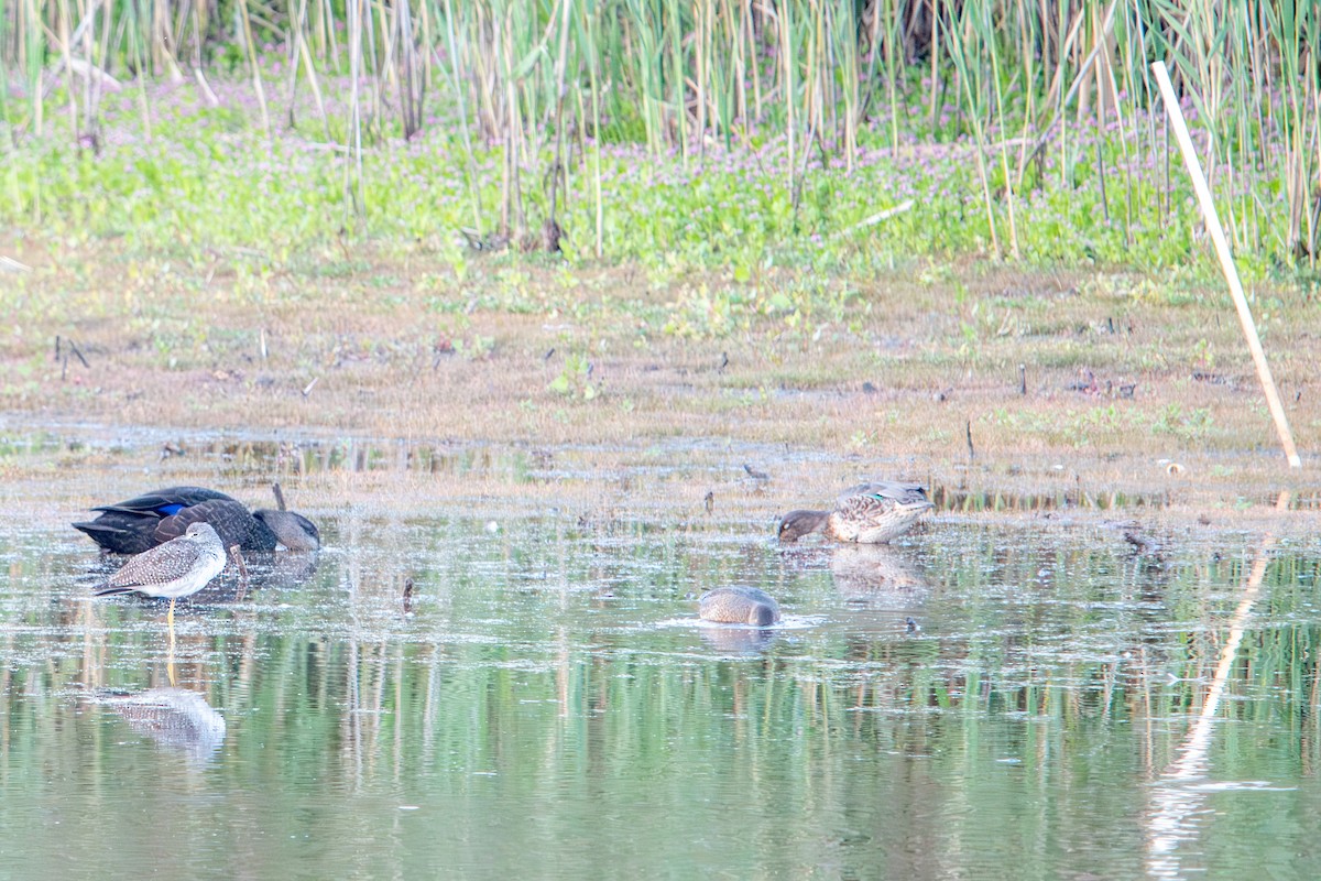 American Black Duck - ML641925537