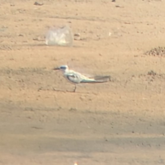 Saunders's Tern - ML641925552