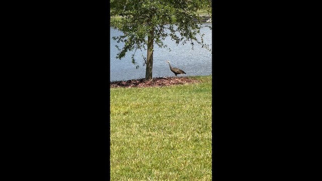Limpkin - ML641925567