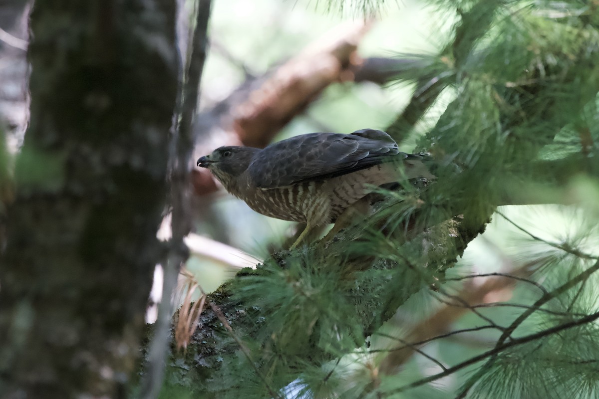 Broad-winged Hawk - ML641925606