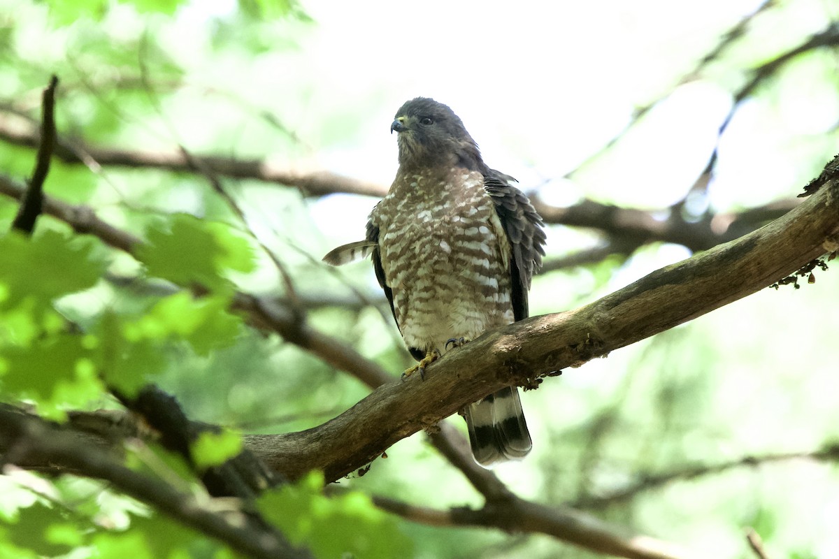 Broad-winged Hawk - ML641925607