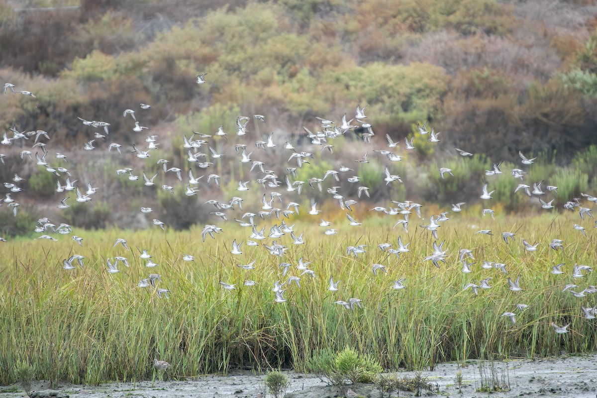 tanımsız küçük kumkuşu (Calidris sp.) - ML641925615