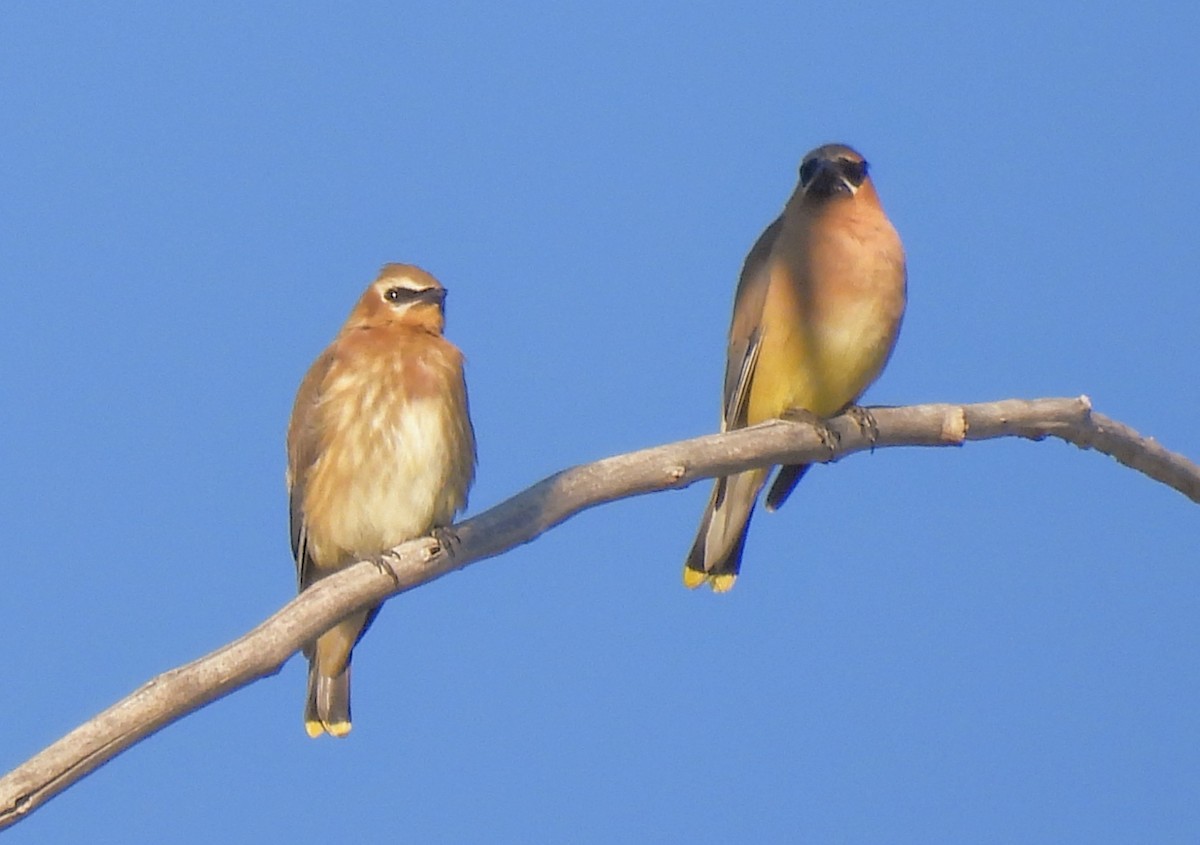 Cedar Waxwing - ML641925625