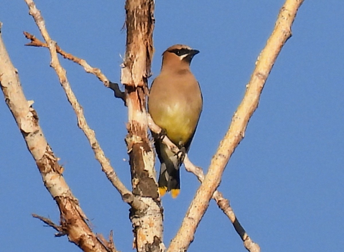 Cedar Waxwing - ML641925626