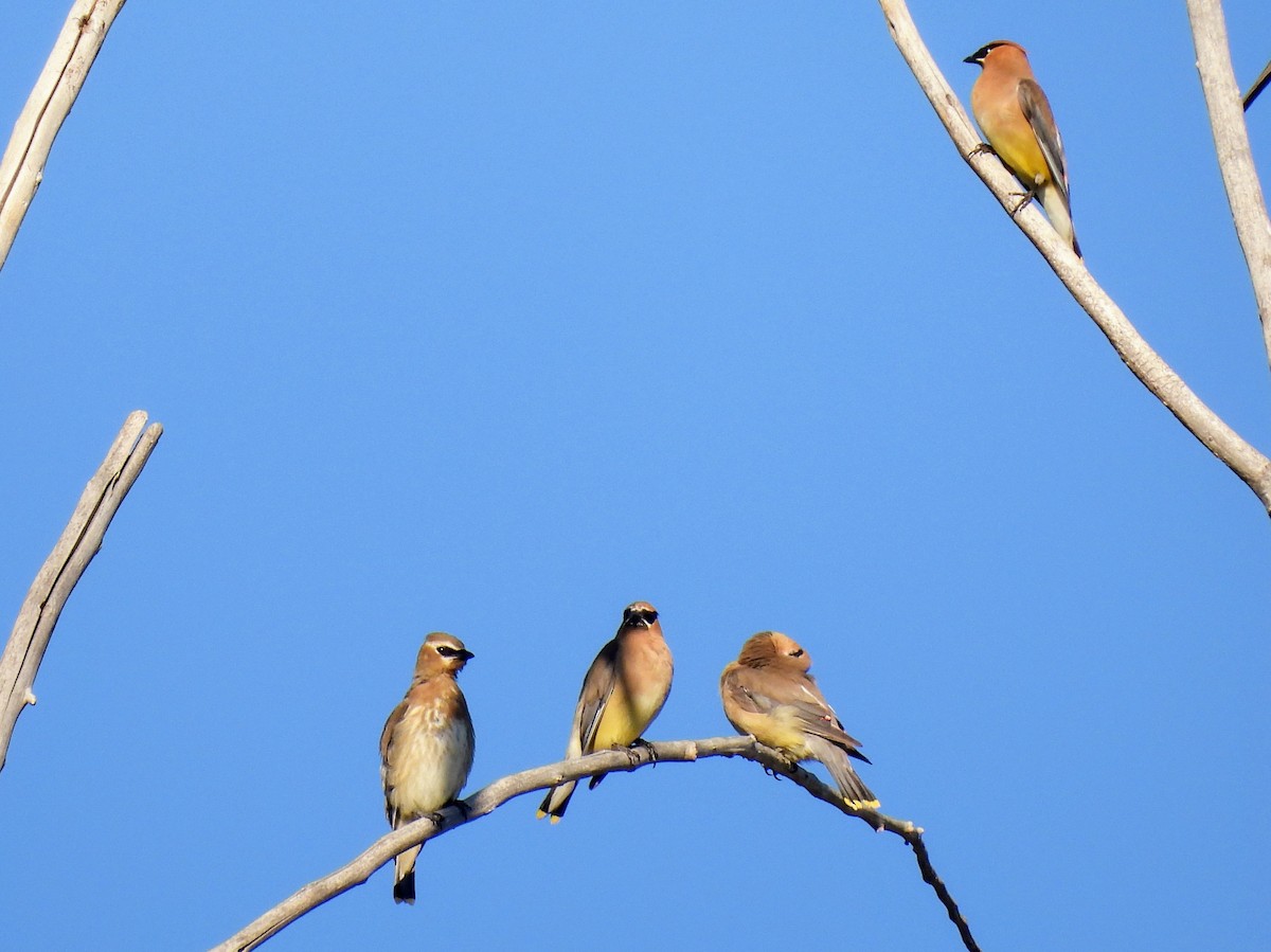 Cedar Waxwing - ML641925627