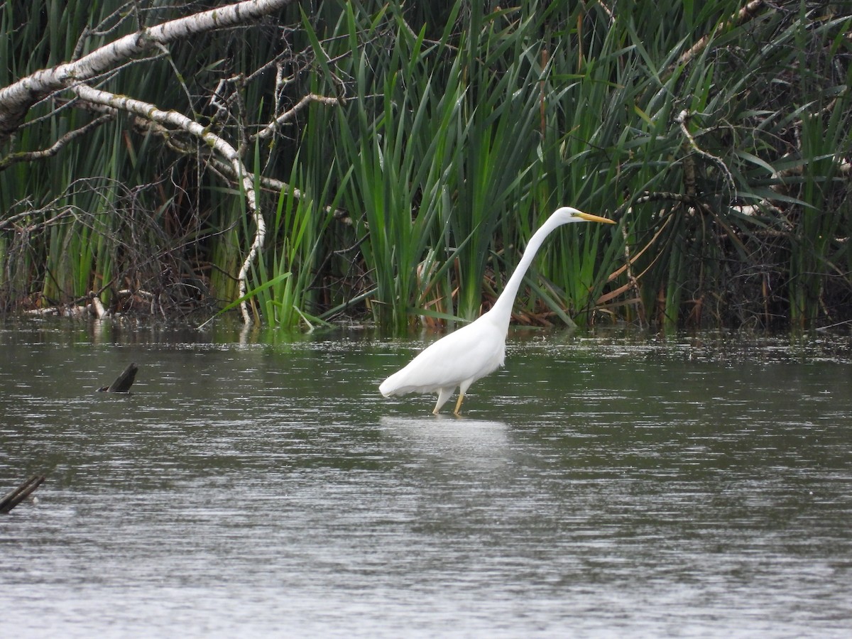 Great Egret - ML641925628