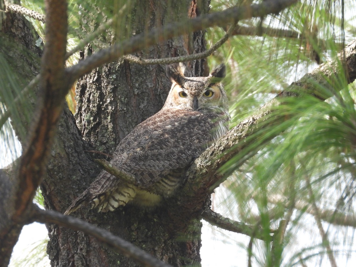 Great Horned Owl - ML641925637