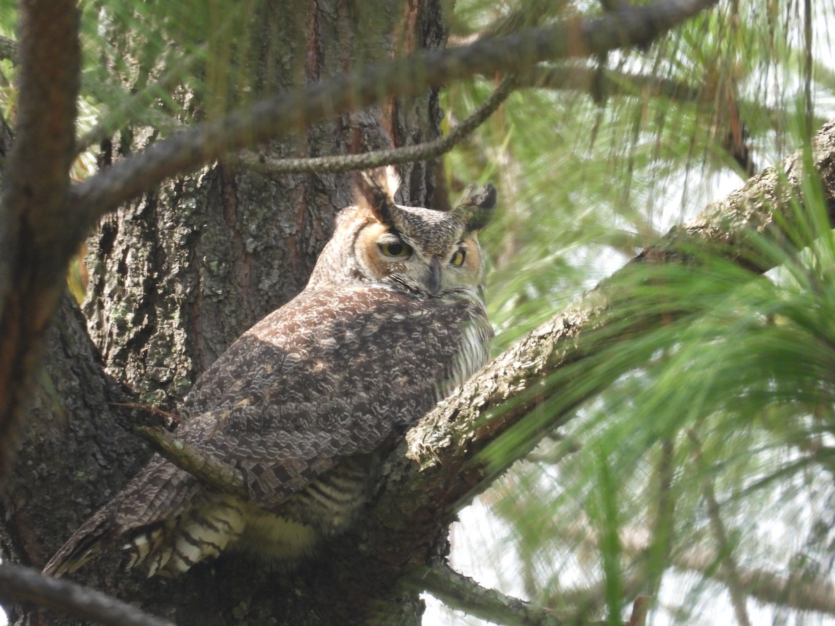 Great Horned Owl - ML641925638