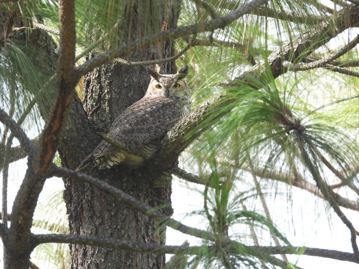 Great Horned Owl - ML641925639