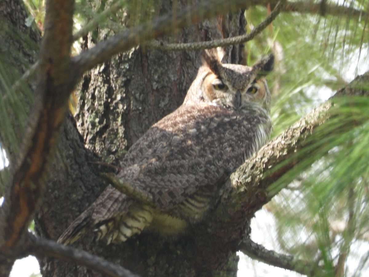 Great Horned Owl - ML641925640