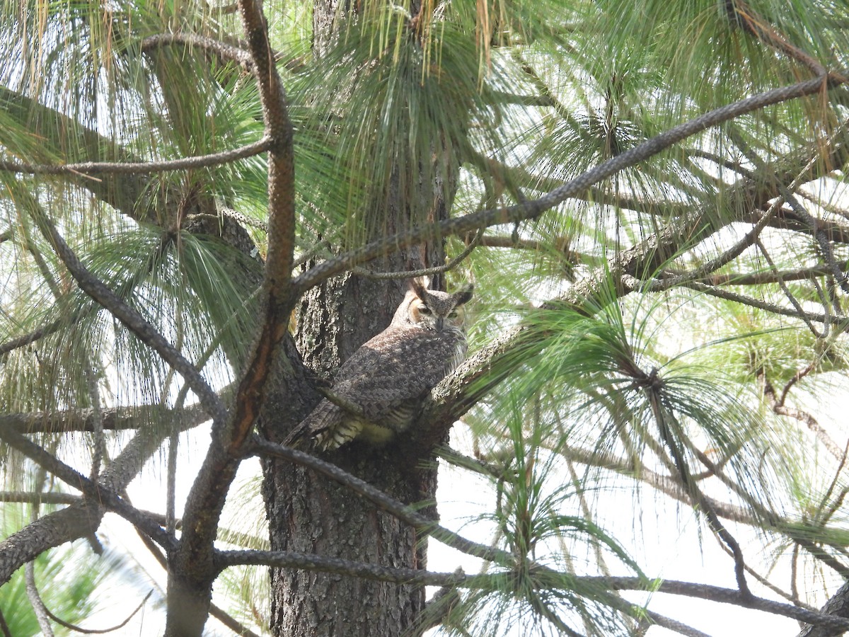 Great Horned Owl - ML641925641