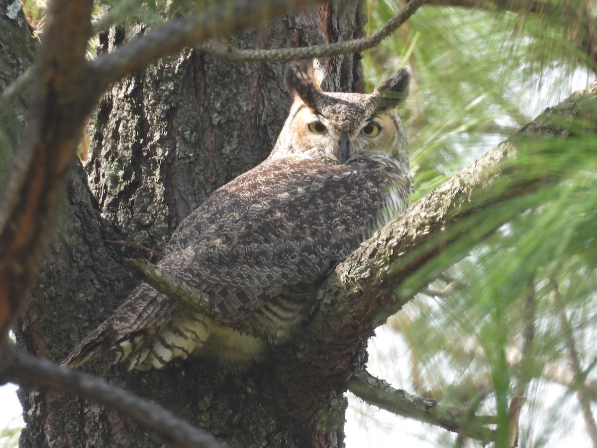 Great Horned Owl - ML641925642