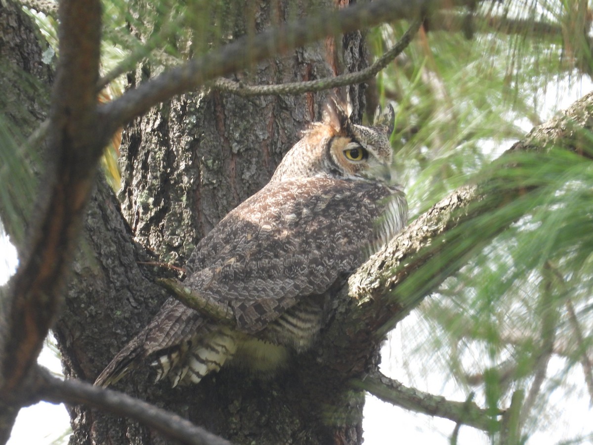 Great Horned Owl - ML641925643