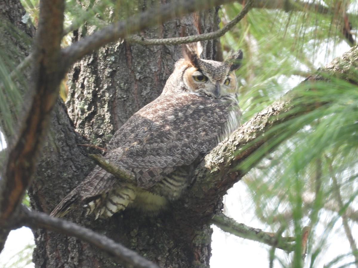 Great Horned Owl - ML641925644