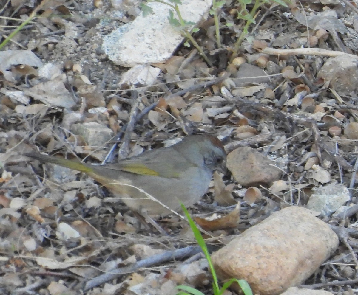 Green-tailed Towhee - ML641925657