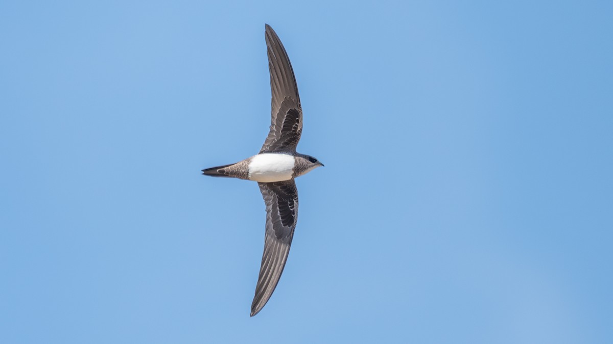 Alpine Swift - ML641925675
