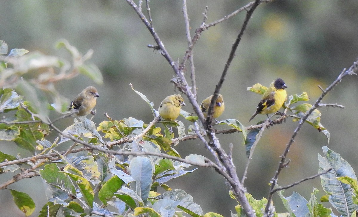 Hooded Siskin - ML641925692