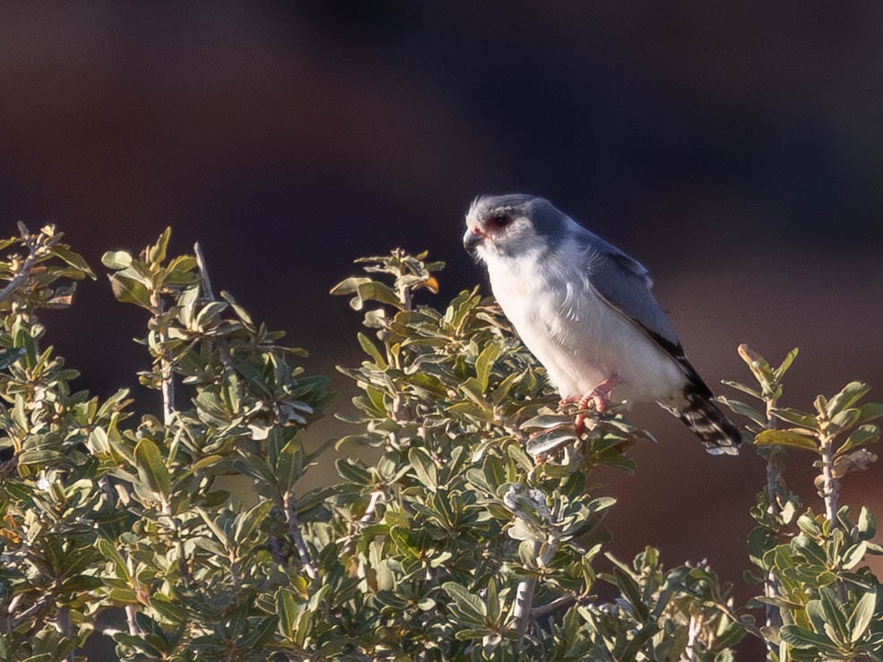 Pygmy Falcon - ML641925701