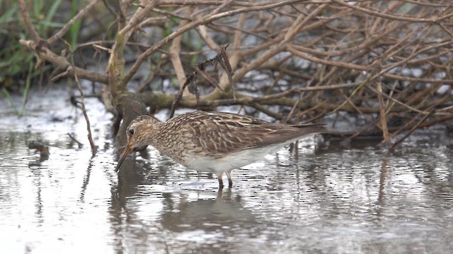 Pectoral Sandpiper - ML641925707