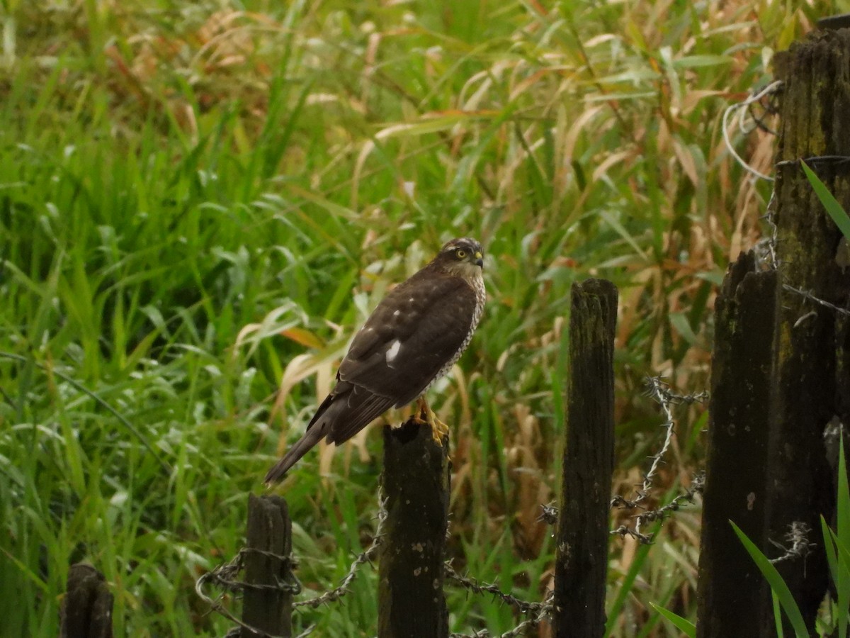 Eurasian Sparrowhawk - ML641925711