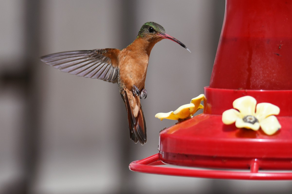 Cinnamon Hummingbird - ML641925713