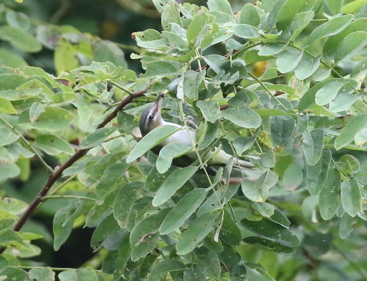 Rotaugenvireo - ML641925720