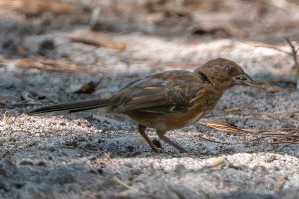 ワキアカトウヒチョウ - ML641925744