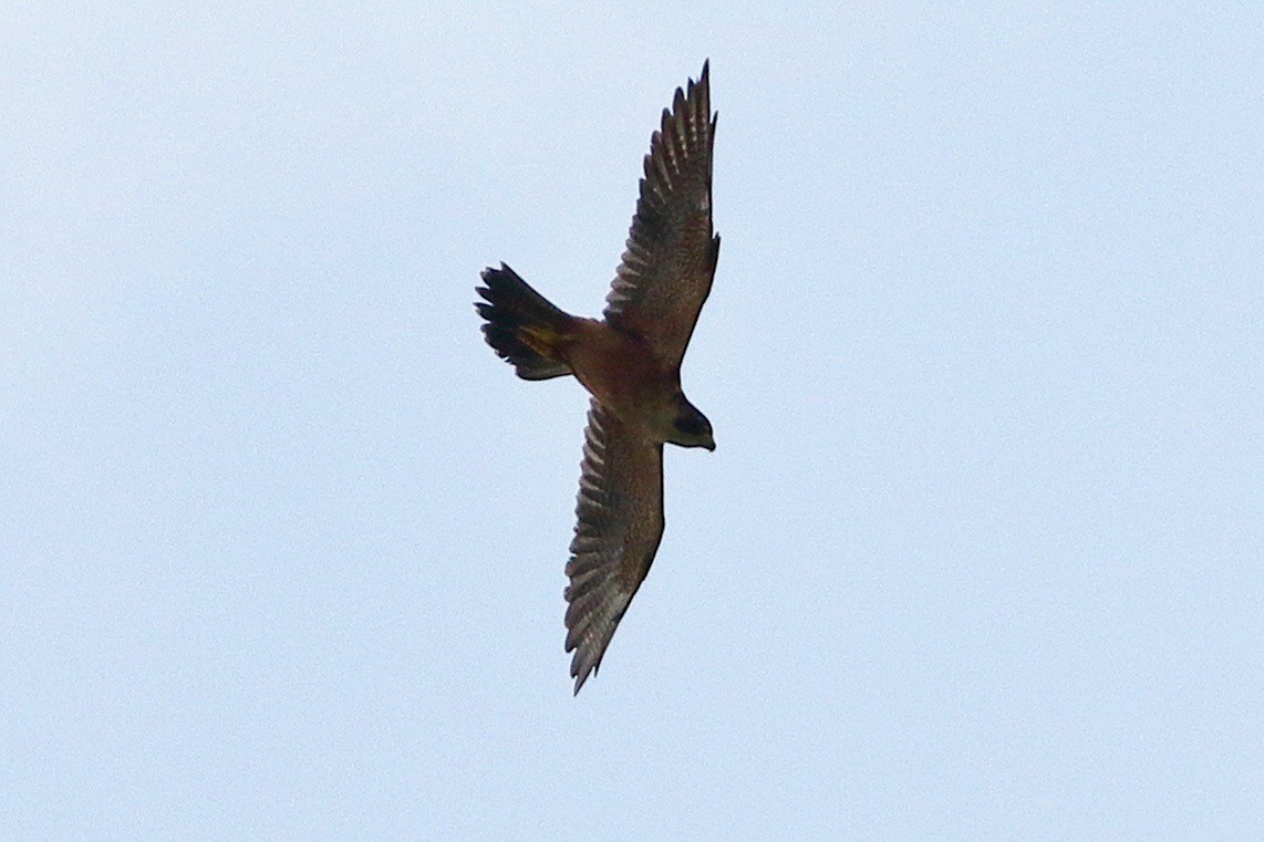 Peregrine Falcon - ML641925762
