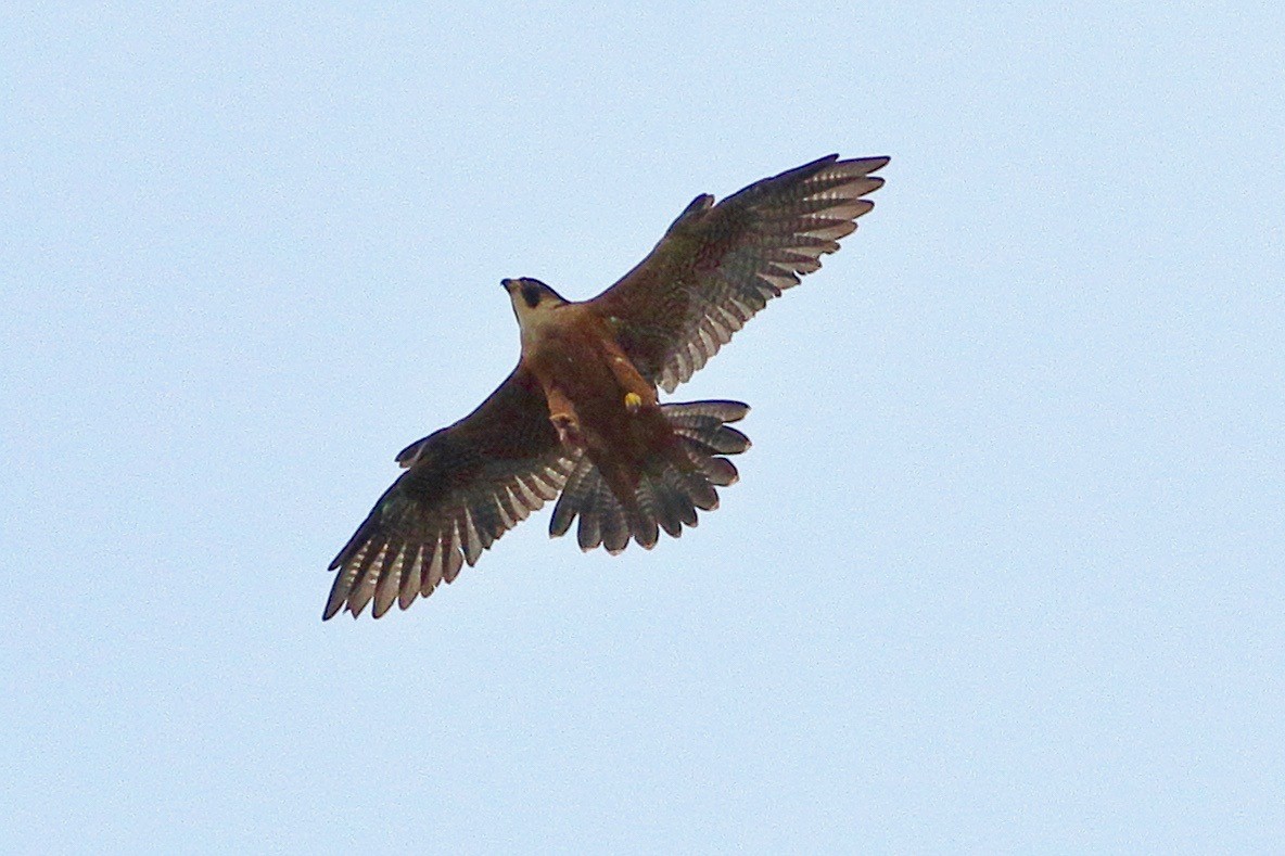 Peregrine Falcon - ML641925763