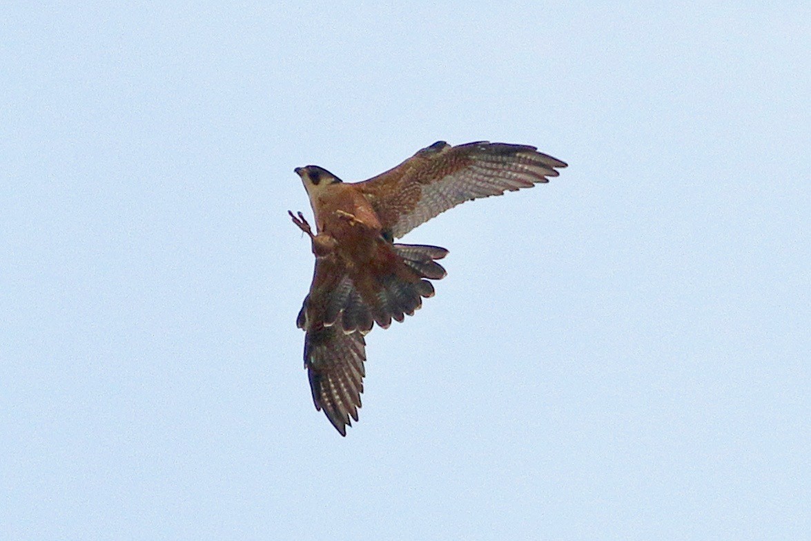 Peregrine Falcon - ML641925764