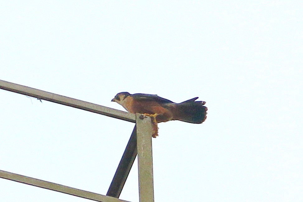 Peregrine Falcon - ML641925765
