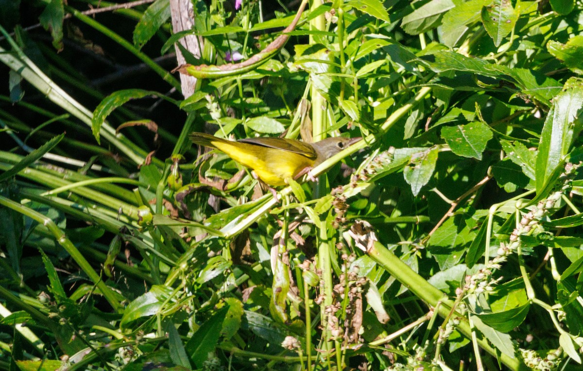 Mourning Warbler - ML641925768