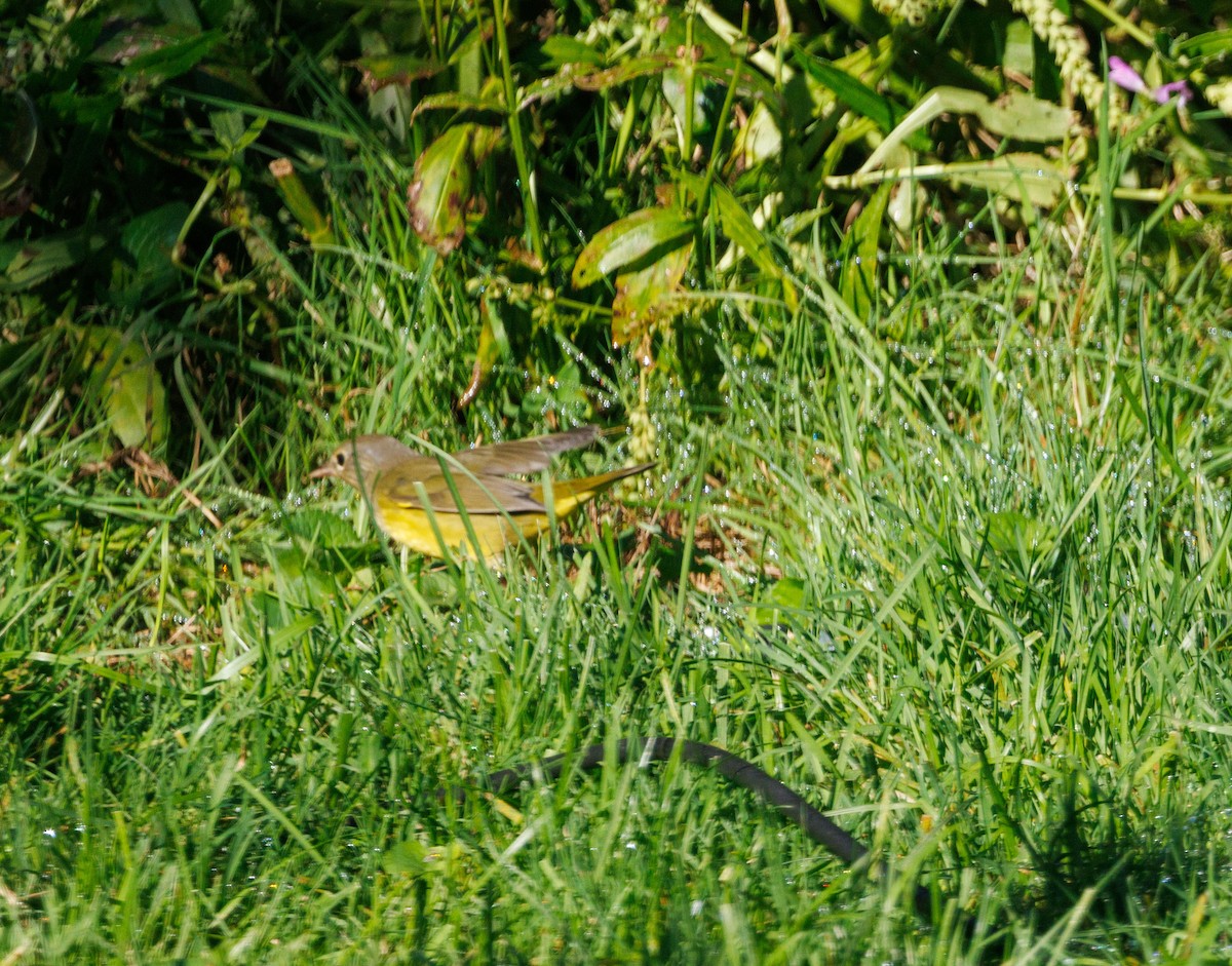Mourning Warbler - ML641925792